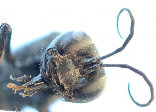 Réf. 210 219 : Palmodes occitanicus